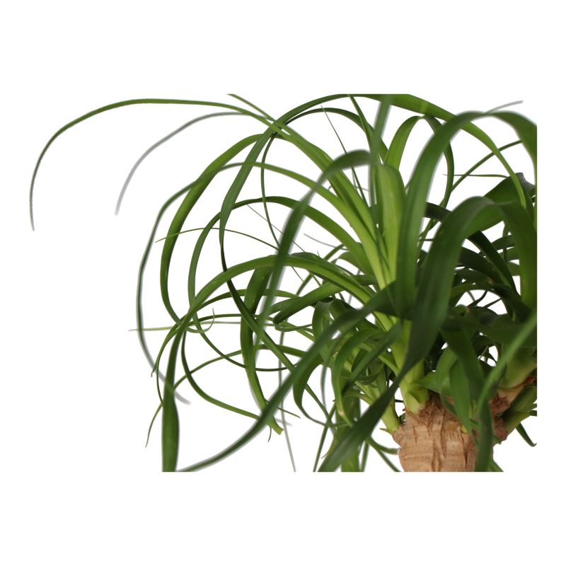 Bukarnia bøjet 17 cm