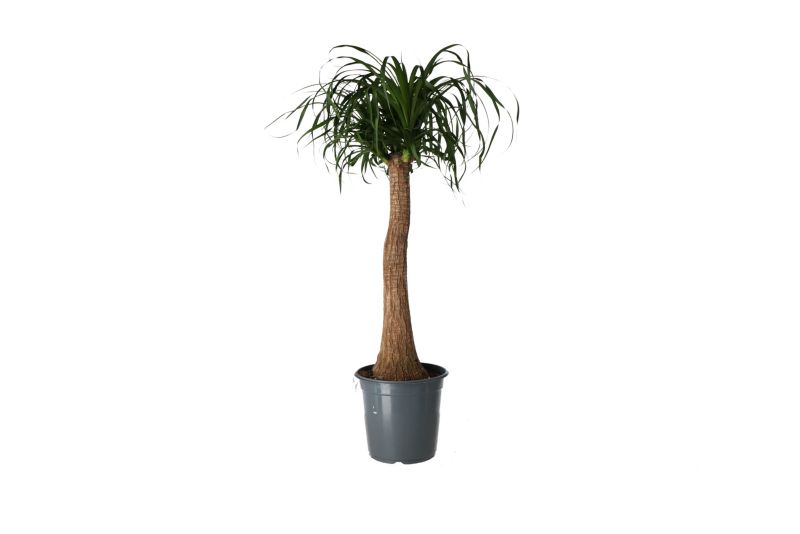 Bukarnia bøjet 17 cm