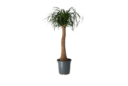 Bukarnia bøjet 17 cm