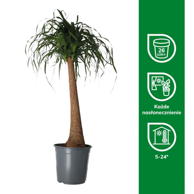 Bokarnea bøjelig 24 cm