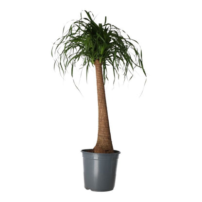 Bokarnea bøjelig 24 cm