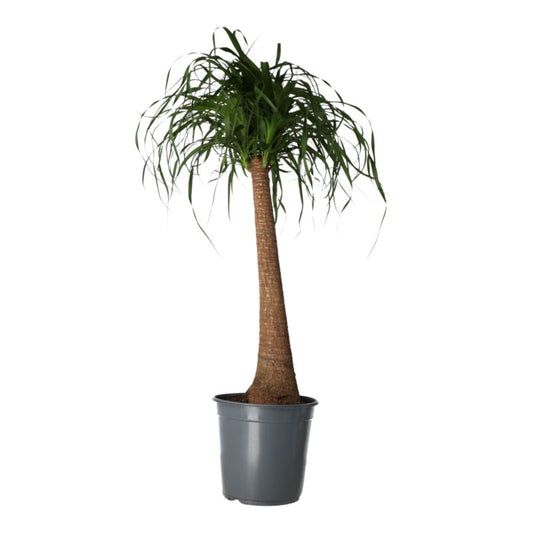 Bokarnea bøjelig 24 cm