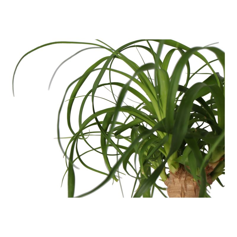 Bokarnea bøjelig 24 cm