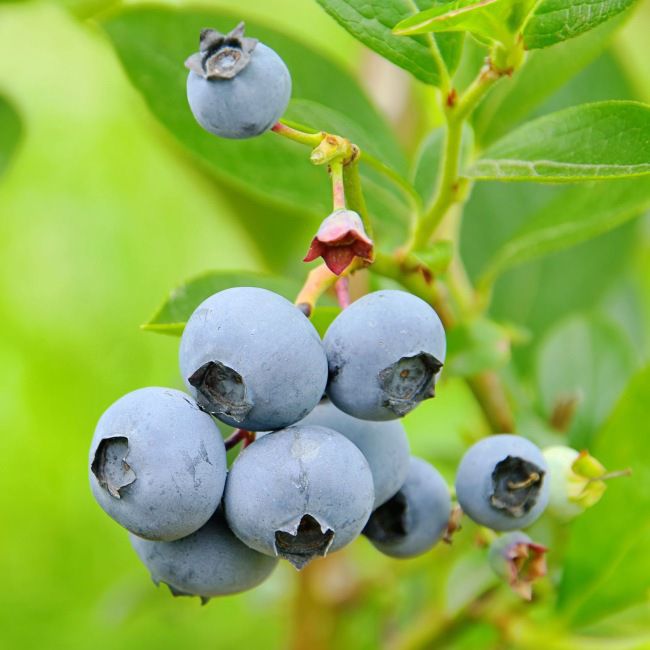 Amerikansk blåbær (Vaccinium corymbosum) C5