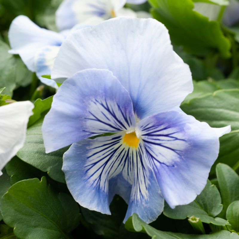 Bratek Cats 13 cm - farverig og dekorativ blomsterbedeplante