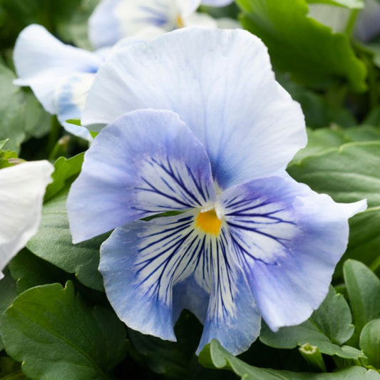 Bratek Cats 13 cm - farverig og dekorativ blomsterbedeplante