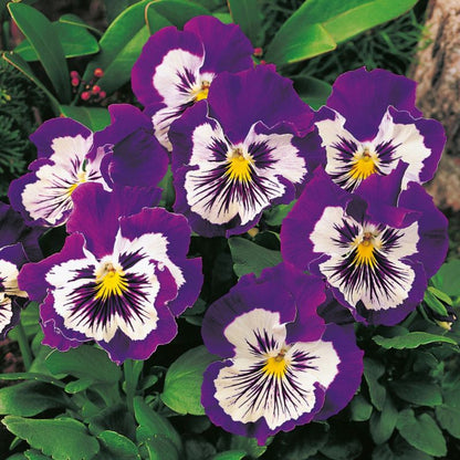 Bratek Cats 13 cm - farverig og dekorativ blomsterbedeplante