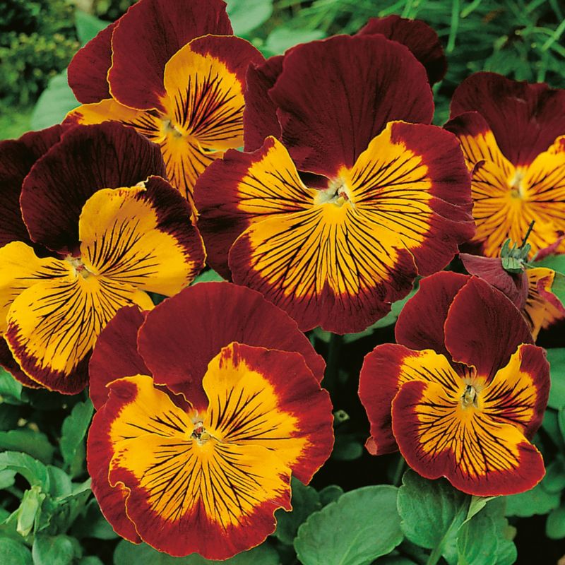 Bratek Cats 13 cm - farverig og dekorativ blomsterbedeplante
