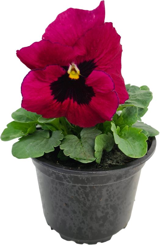 Hornviol i potte 10 cm