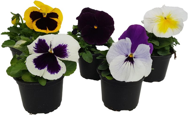 Hornviol i potte 10 cm