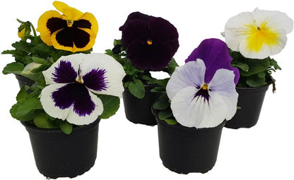 Hornviol i potte 10 cm