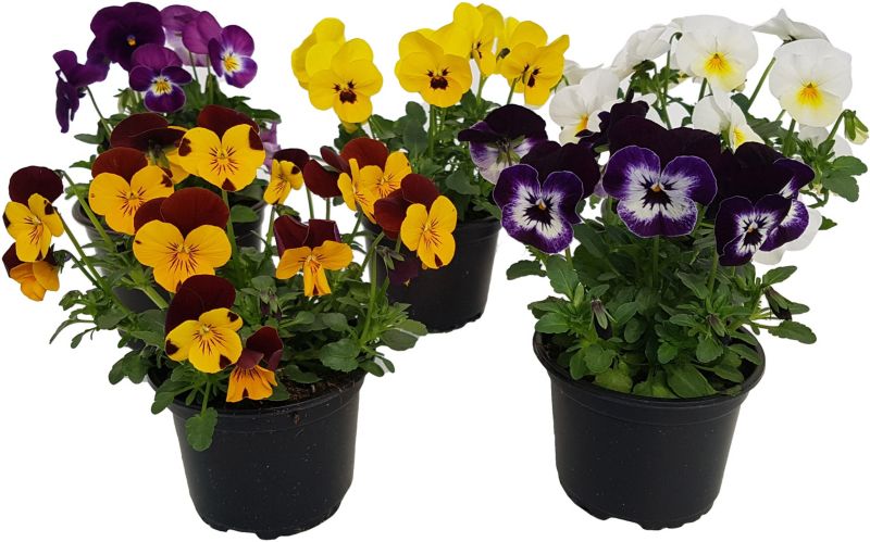 Hornviol i potte 10 cm