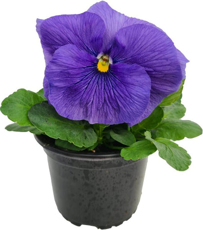 Hornviol i potte 10 cm