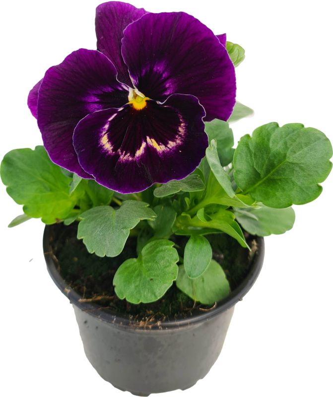 Hornviol i potte 10 cm