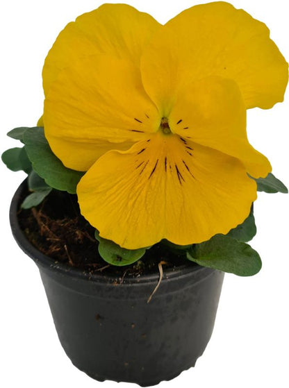Hornviol i potte 10 cm