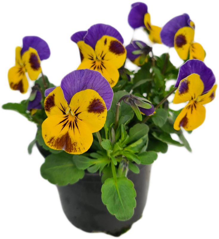 Hornviol i potte 10 cm