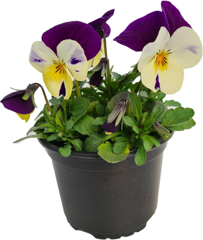 Hornviol i potte 10 cm