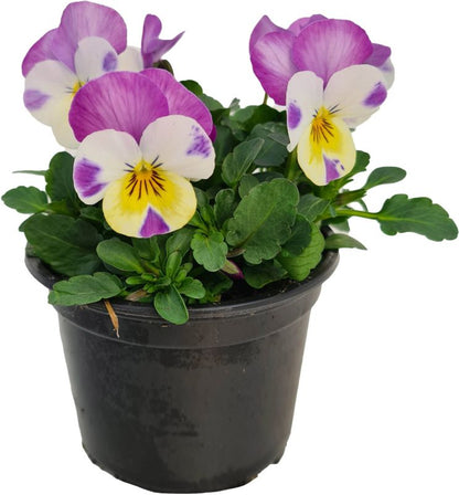 Hornviol i potte 10 cm