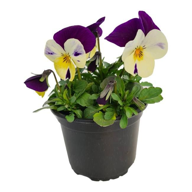 Bratek i potte 9 cm