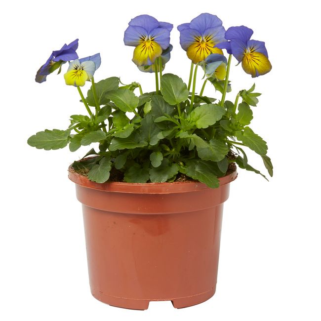 Finblomstret hornviol