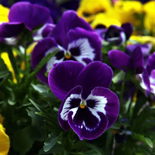 Verve lille flerblomstret hornviol, højde 12 cm