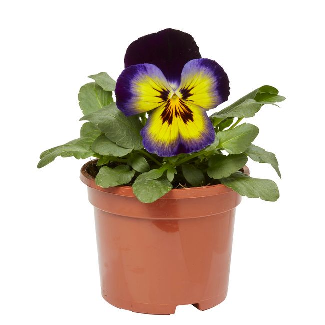 Flerblomstret stedmoderblomst