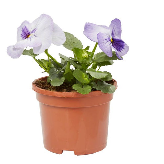 Flerblomstret stedmoderblomst