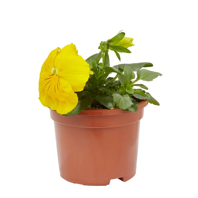 Flerblomstret stedmoderblomst