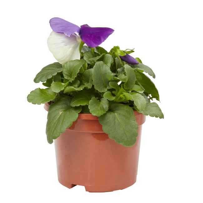 Flerblomstret stedmoderblomst