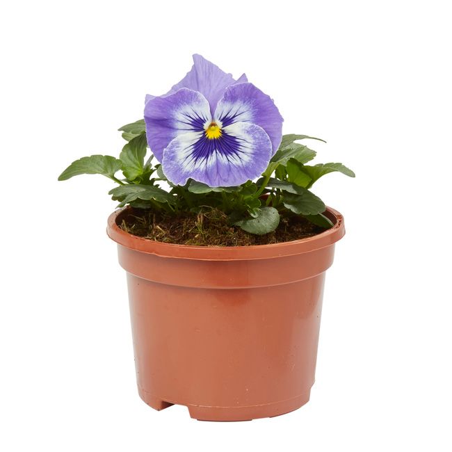 Flerblomstret stedmoderblomst