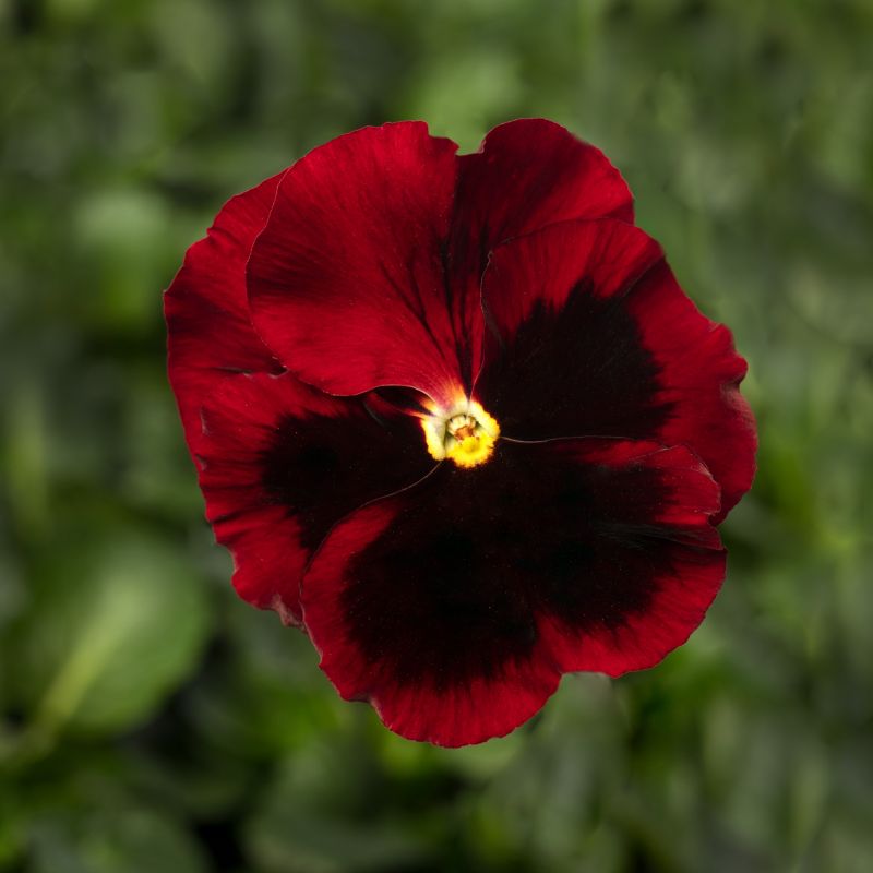 Flerblomstret stedmoderblomst