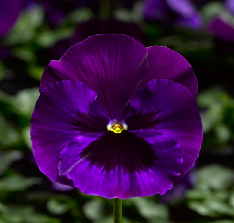 Flerblomstret stedmoderblomst