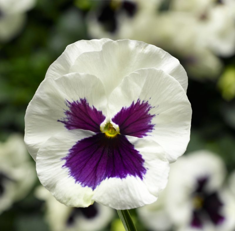 Flerblomstret stedmoderblomst