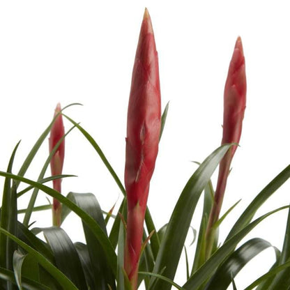 Bromelia frizea GoodHome 12 cm
