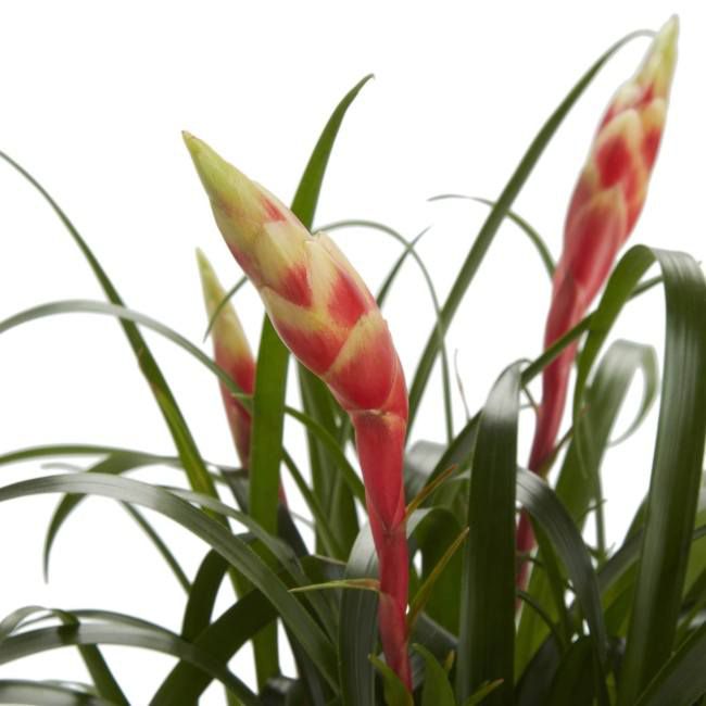Bromelia frizea GoodHome 12 cm
