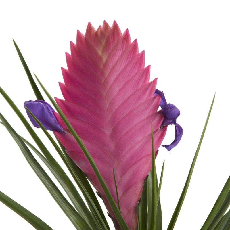 Bromelia GoodHome 9 cm