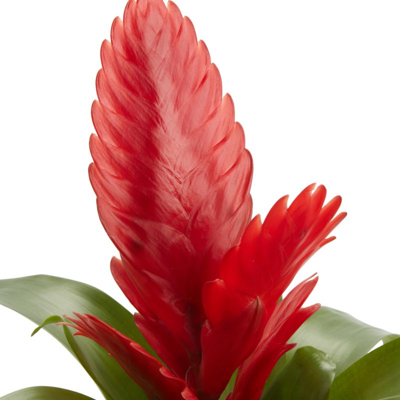 Bromelia GoodHome 9 cm