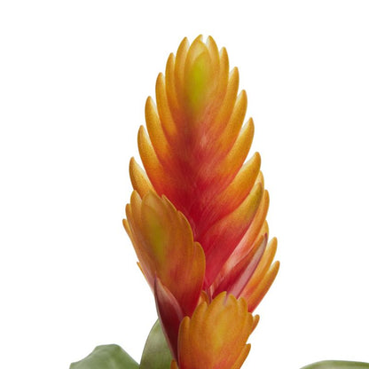 Bromelia GoodHome 9 cm