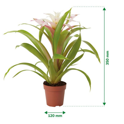 Bromelia-mix 12 cm