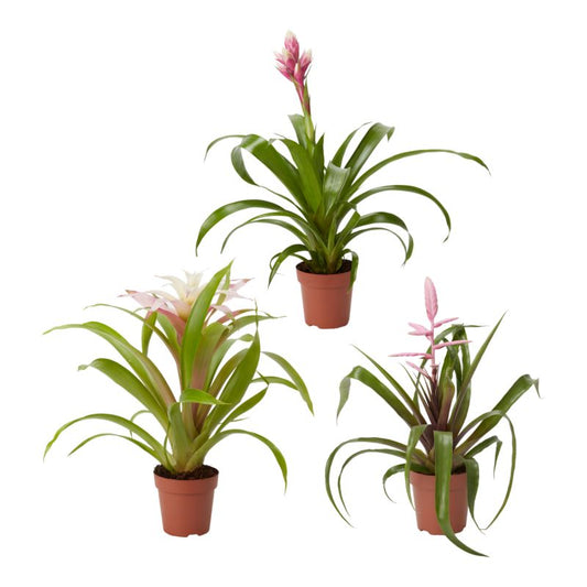 Bromelia-mix 12 cm