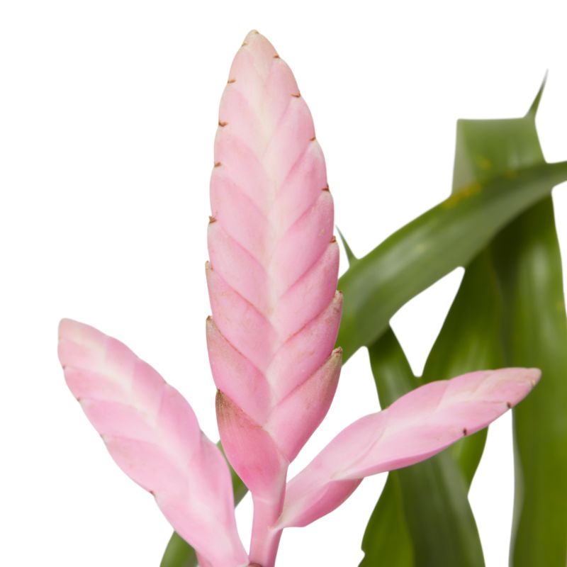 Bromelia-mix 12 cm