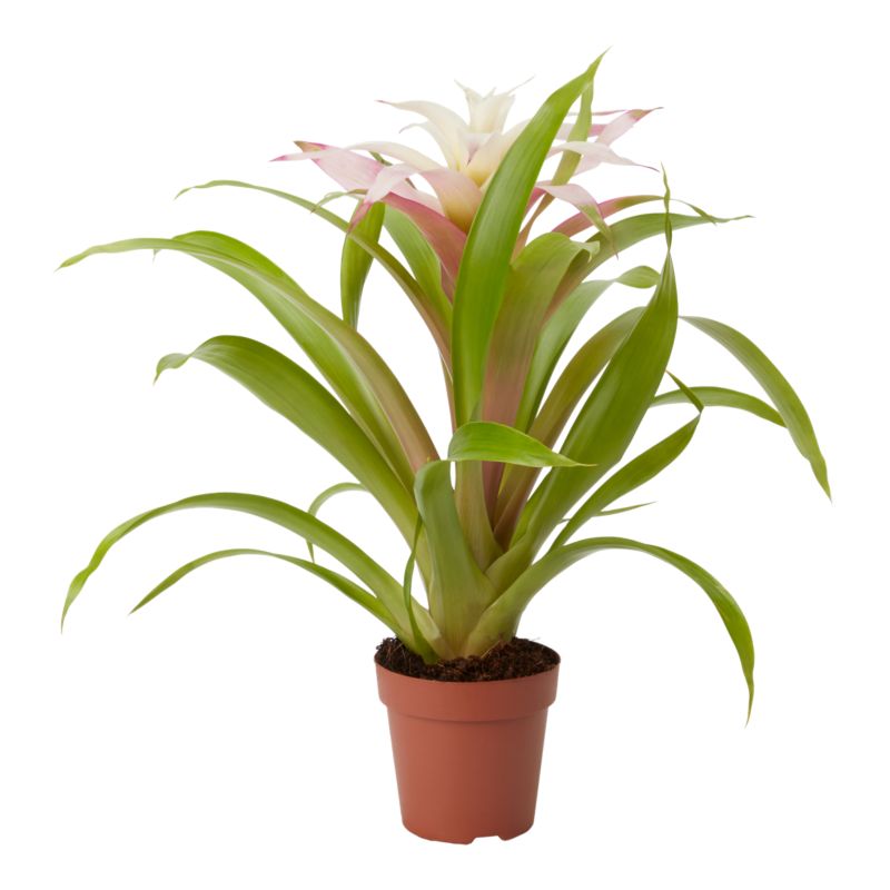 Bromelia-mix 12 cm