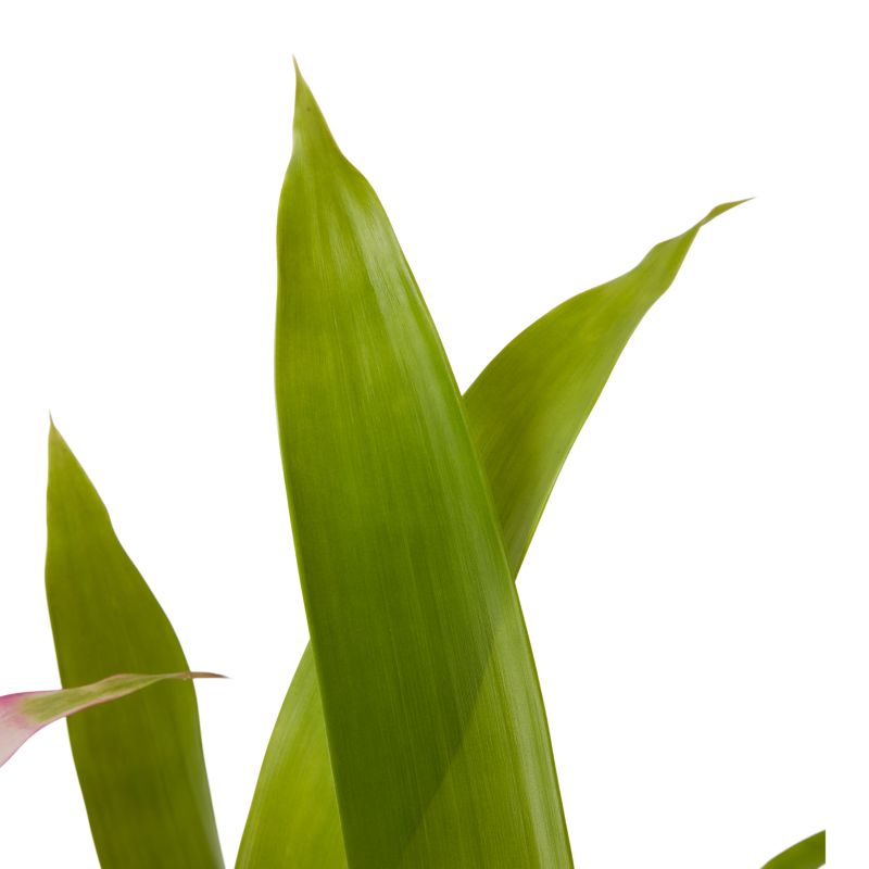 Bromelia-mix 12 cm