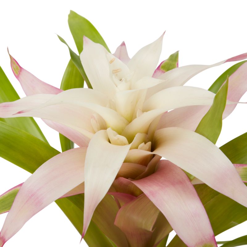 Bromelia-mix 12 cm