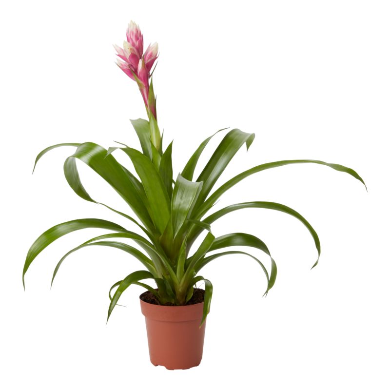 Bromelia-mix 12 cm