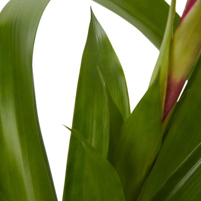 Bromelia-mix 12 cm
