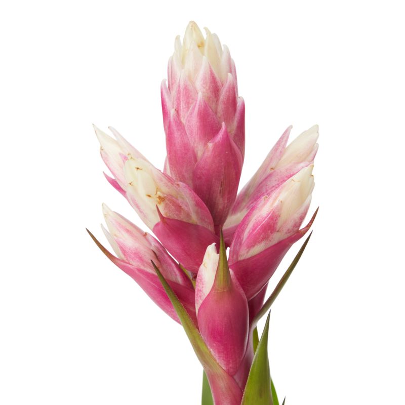 Bromelia-mix 12 cm