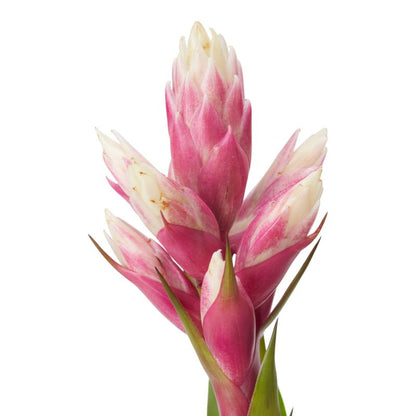 Bromelia-mix 12 cm