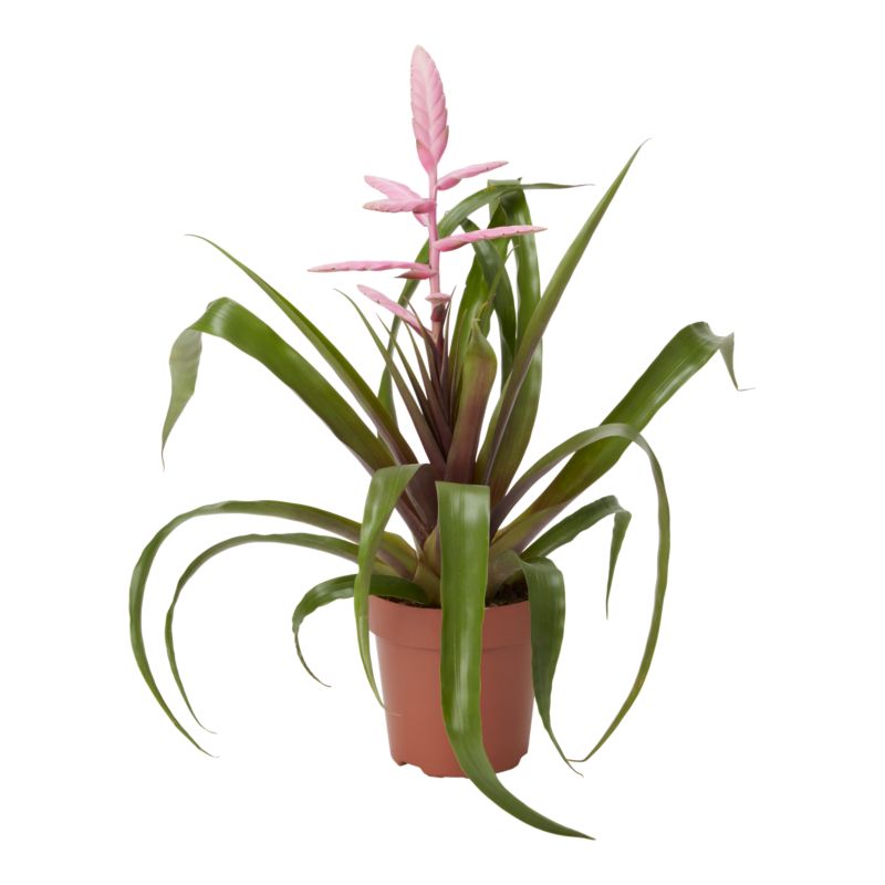 Bromelia-mix 12 cm