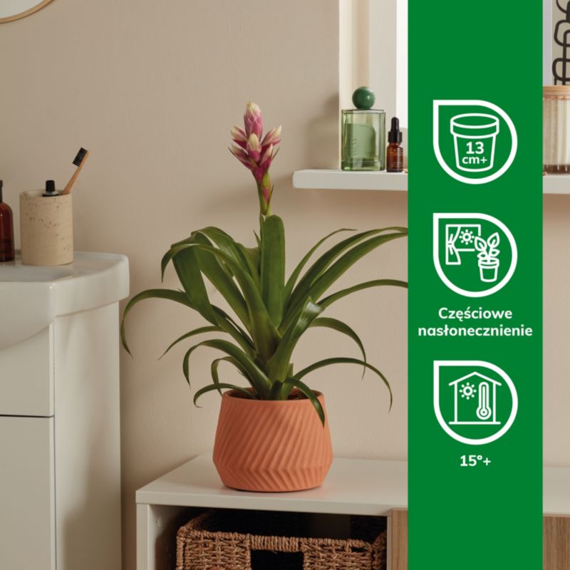 Bromelia-mix 12 cm